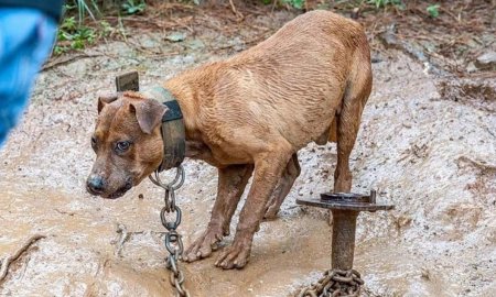 Издевательство над животными