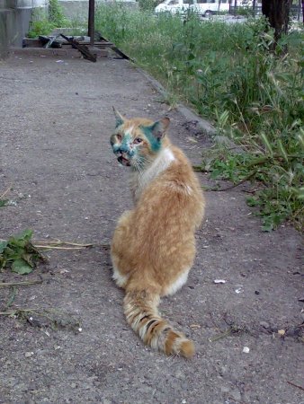 Издевательство над животными