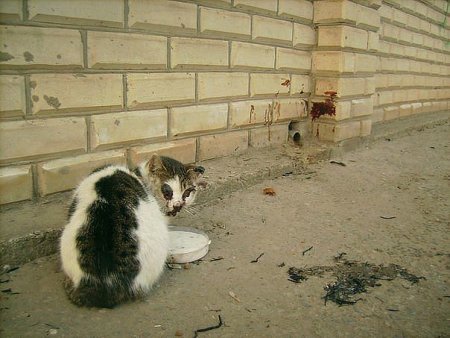 Издевательство над животными