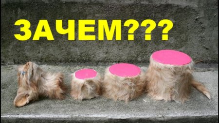 Художница издевается над животными