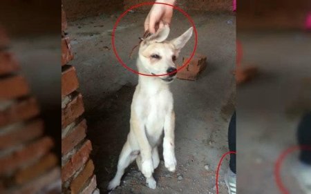 Живодёры над животными