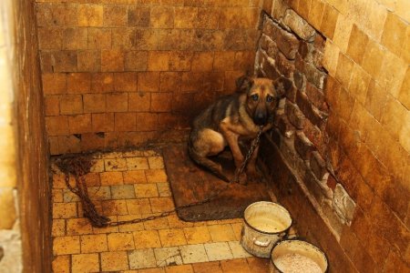 Плохое содержание собаки