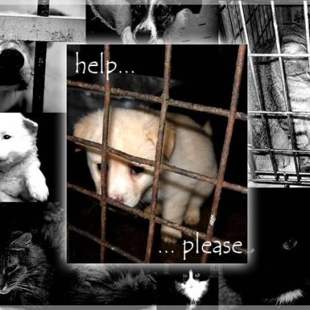 Жестокое обращение с животными