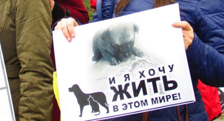 Плакаты издевательство над животными