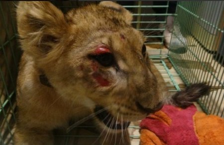 Измученные животные в цирке