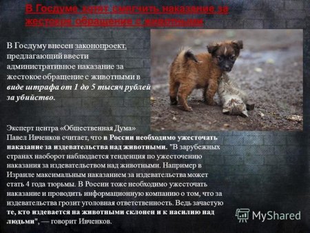 Жестокое обращение с животными
