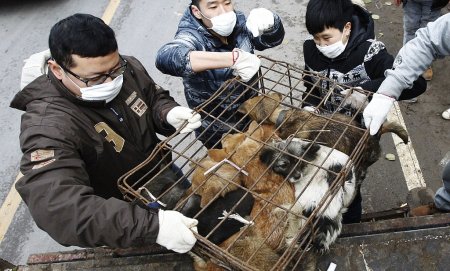 Издевательства над животными в Китае