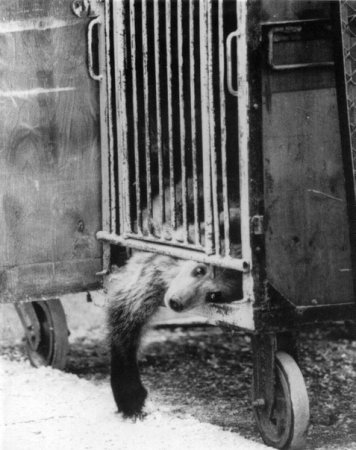 Измученные животные в цирке