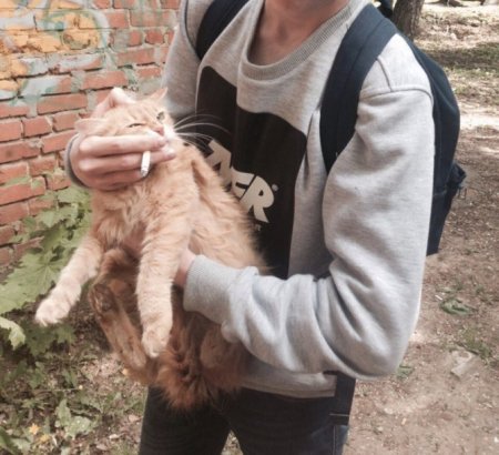 Издевательство над животными