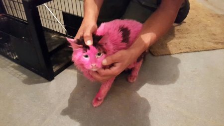 Издевательства надтживотными