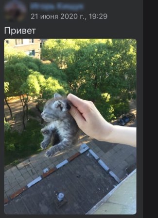 Живодёрство над котами