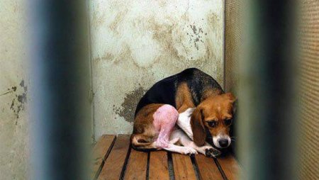 Виварий Бигль