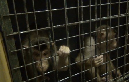 Животные в цирке издевательства