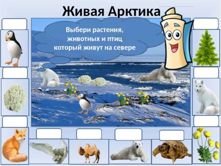 Арктика для дошкольников