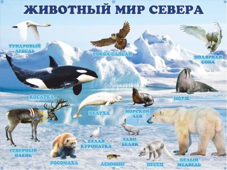 Животные севера для детей