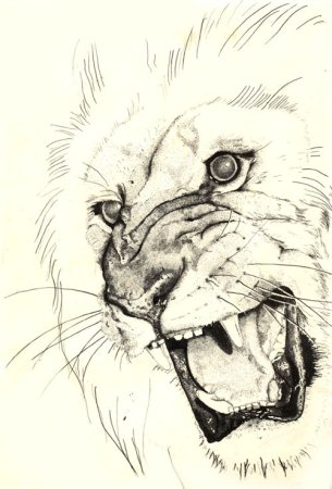 Рисунки хищных животных