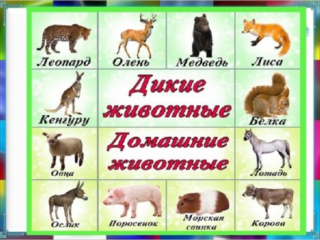 Группы животных домашние и Дикие