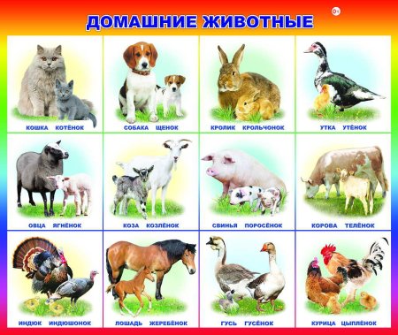 Домашние животные и птицы