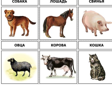 Дикие и домашние животные