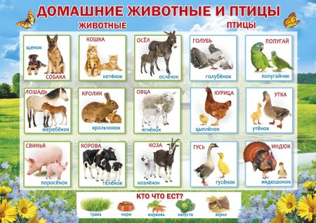 Раскраска "Дикие животные"