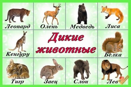 Домашние животные для детей