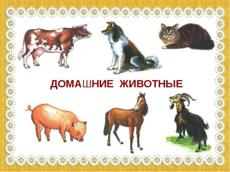 Занятие домашние животные