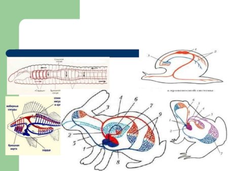 Транспорт веществ у животных кровеносная система