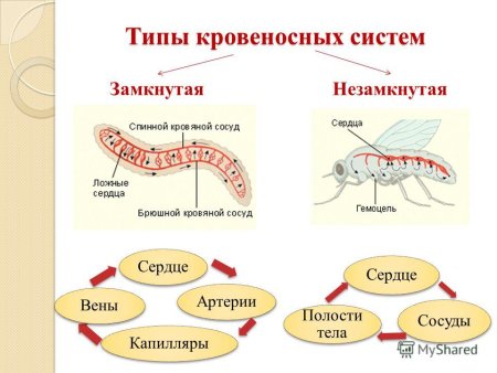 Замкнутая и незамкнутая кровеносная система