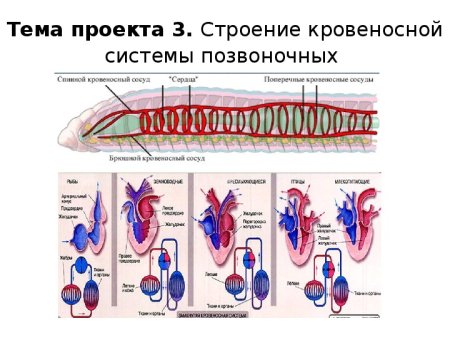 Передвижение веществ у животных 6 класс биология таблица