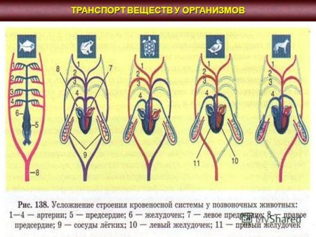 Транспорт веществ в организме