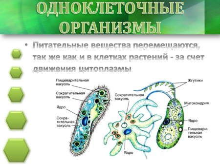 Пищеварительная система одноклеточных