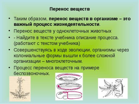 Перемещение веществ у животных