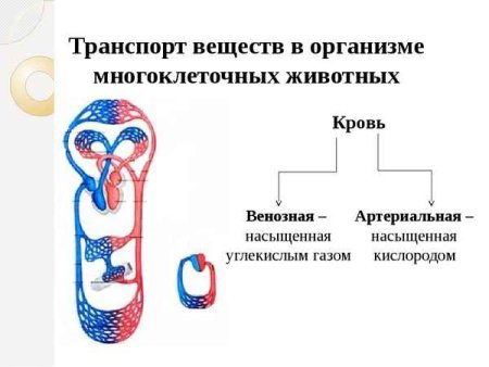 Транспорт веществ в организме растений и животных
