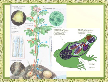 Транспорт веществ в организме