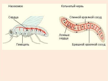 Строение кровеносной системы беспозвоночных животных