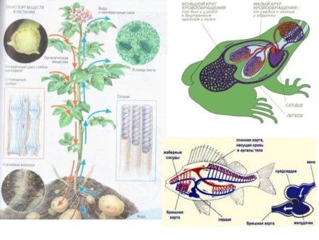 Схема замкнутой и незамкнутой кровеносных систем