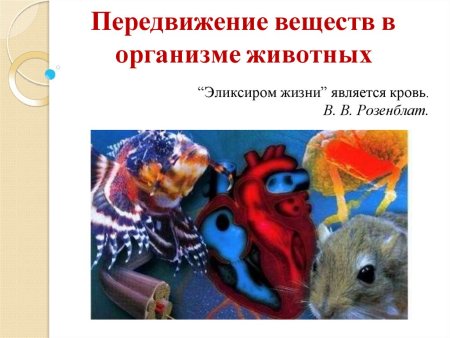 Схема состава крови, функции крови