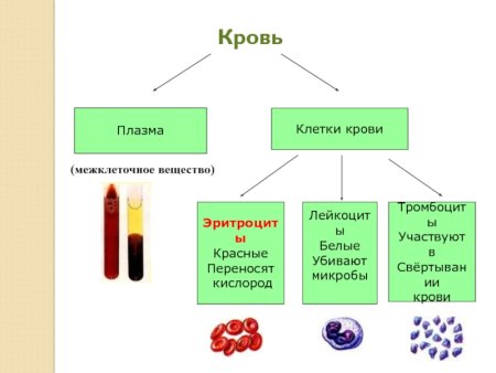 Транспорт веществ у животных