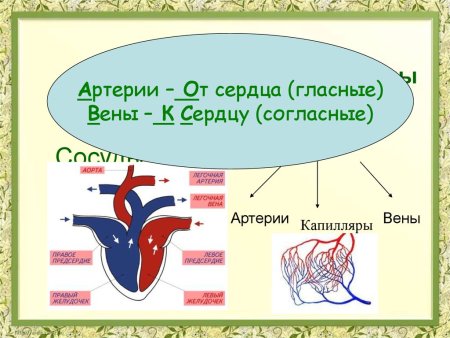 Транспорт воды и Минеральных веществ