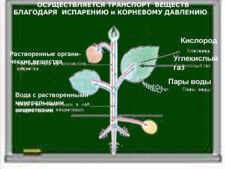 Транспорт веществ у животных 6 класс