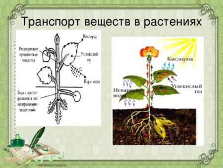 Транспорт веществ у одноклеточных животных
