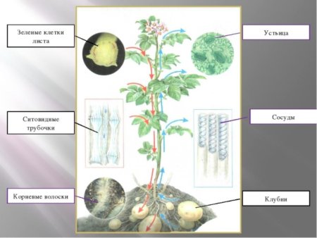 Транспорт веществ в организме