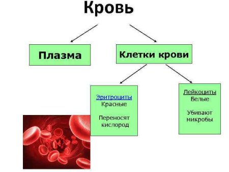 Транспорт веществ у растений Ксилема