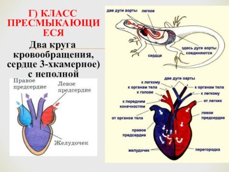 Эволюция кровеносной системы у животных 6 класс