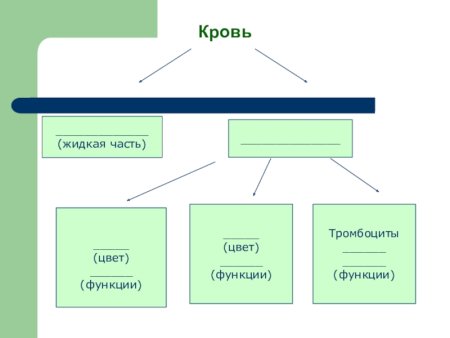Передвижение питательных веществ схема