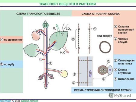 Передвижение веществ у животных