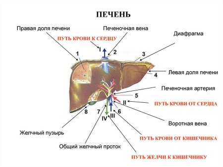 Строение печени собаки