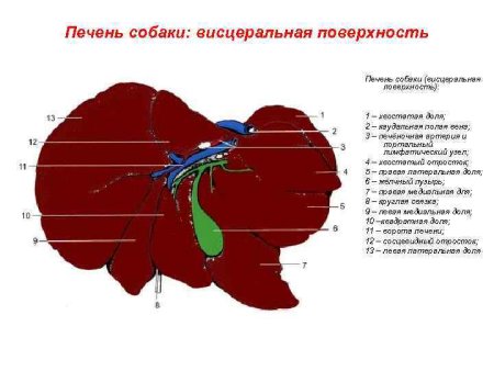 Строение печени вид спереди