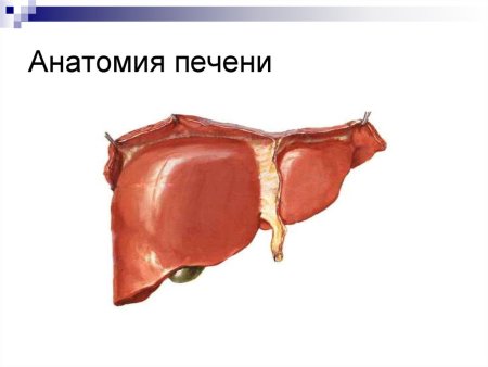 Строение печени вид спереди