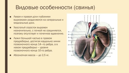 Строение печени собаки